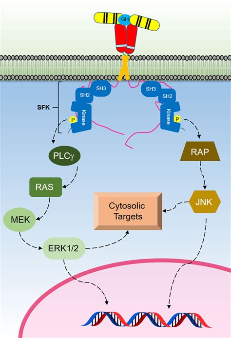 Hormone Signaling Pathway