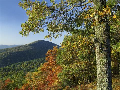 Broadleaf Forest In Fall Colors As Seen Photograph by Tim Fitzharris ...