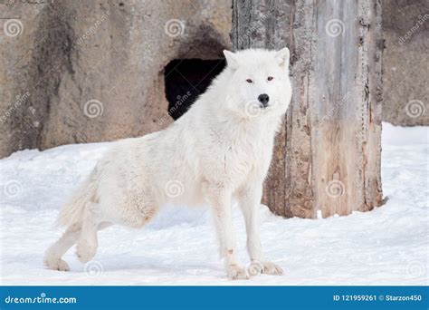 Wild Alaskan Tundra Wolf. Canis Lupus Arctos. Polar Wolf or White Wolf ...