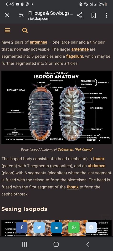 Isopod Anatomy : r/isopodbreedersOZ