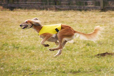 Running Saluki dog photo and wallpaper. Beautiful Running Saluki dog ...