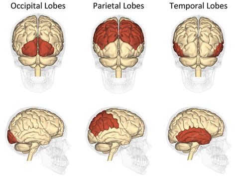 Occipital Lobe Of The Brain