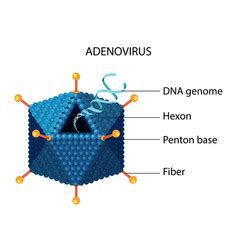 Adenovirus structure diagram on white background Vector Image