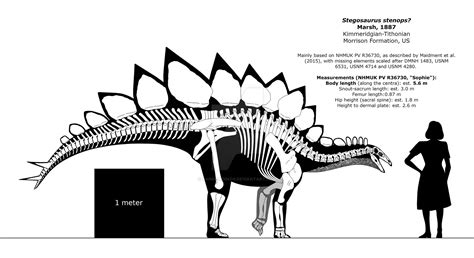 Stegosaurus stenops (`Sophie`) reconstruction. by randomdinos on DeviantArt