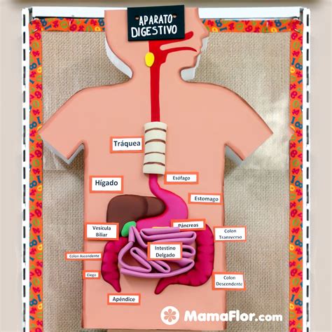 Maqueta del Sistema Digestivo (DIY) - MamaFlor.com