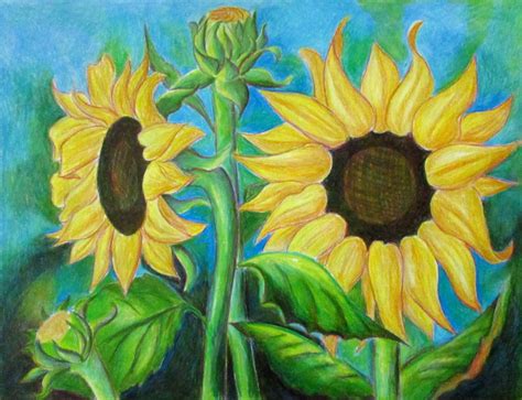 How To Draw A Sunflower Art Hub / Sunflowers are great a subject.