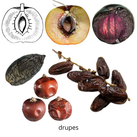 Fruits | Fruit and Seed Family ID