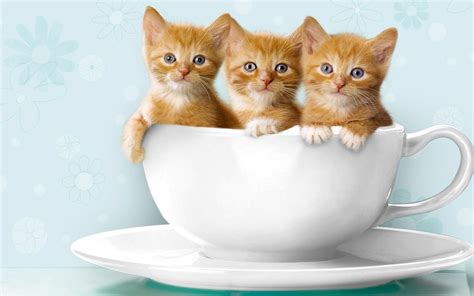 Teacup Cat