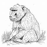 Baboon Coloring Pages  Digital Download Detailed Wildlife Art sketch template