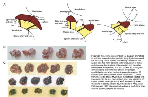 Figure 2 from Mouse models of subcutaneous spleen reservoir for ...