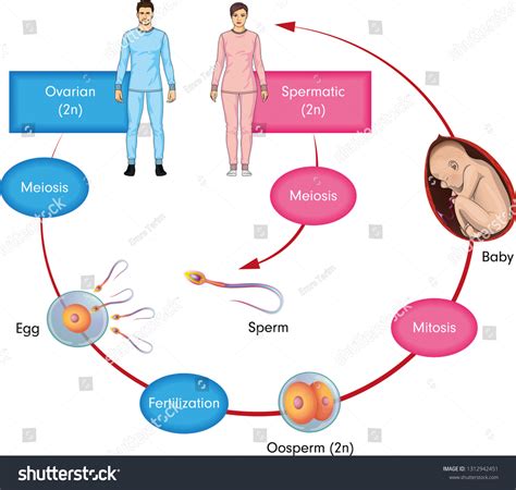 Reproduction Process In Humans