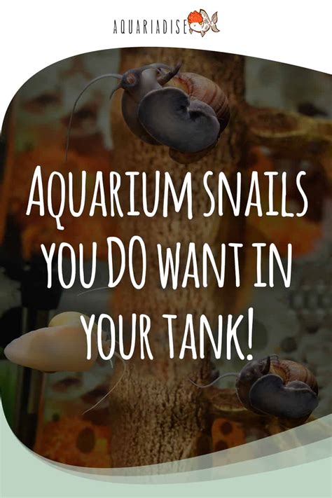 Aquarium Snails You Do Want In Your Tank! - Aquariadise