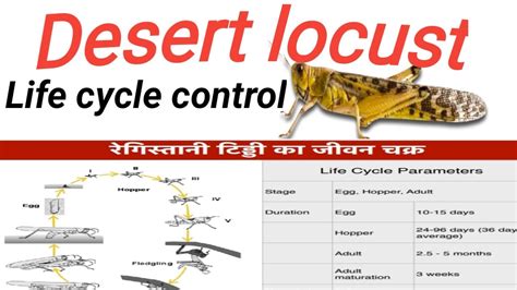 Locust Life Cycle