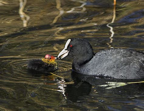 Adult coot feeding its chick - Stock Image - Z844/0094 - Science Photo Library