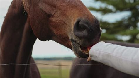 Horse Eating Apple Images – Browse 905 Stock Photos, Vectors, and Video | Adobe Stock