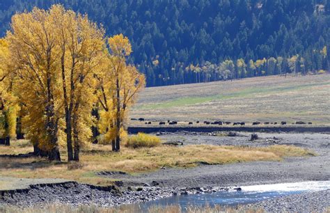 Fall Colors in Yellowstone National Park 2024 - Rove.me