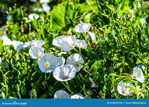 Field Bindweed Convolvulus Arvensis Stock Photo - Image of blossoming ...