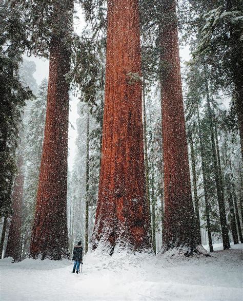 🔥 Winter in Sequoia National Park, California : r/NatureIsFuckingLit