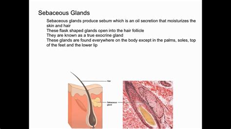 Sebaceous Glands and Sebum - YouTube