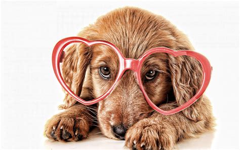 Cute Dogs with Glasses Wallpapers - Top Free Cute Dogs with Glasses ...