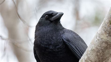 Download wallpaper 1920x1080 raven, bird, beak, wildlife, black full hd, hdtv, fhd, 1080p hd ...