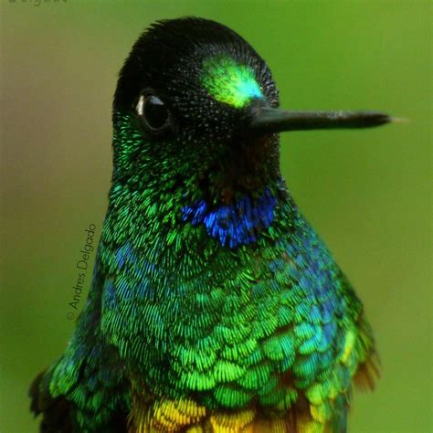 Photo Gallery: Hummingbirds of Colombia | Colombia Travel Blog by See ...