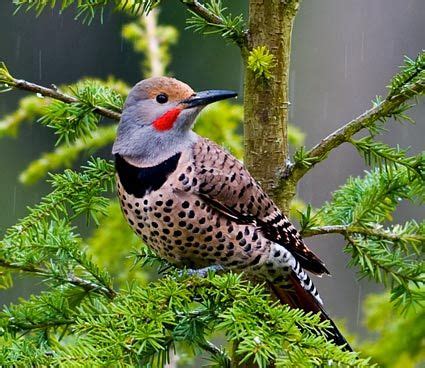 Northern Flicker, adult male, Identification, All About Birds - Cornell ...