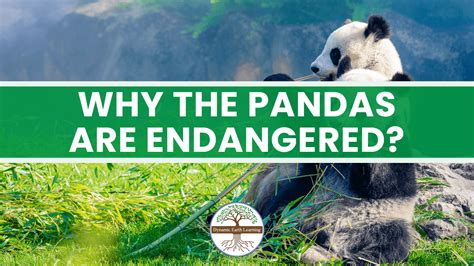 WHY THE PANDAS ARE ENDANGERED?