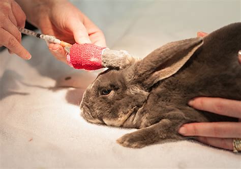 Common Rabbit Diseases - BuzzSharer.com