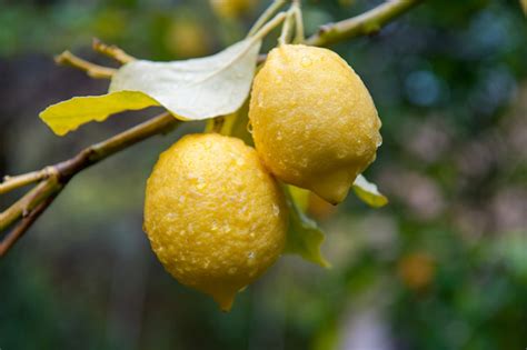 When to Prune Lemon Trees Australia – adpapa