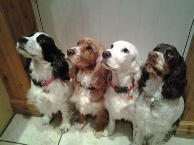 Cocker Spaniel Training Tips: How To Bring Out the Best in Your Dog!