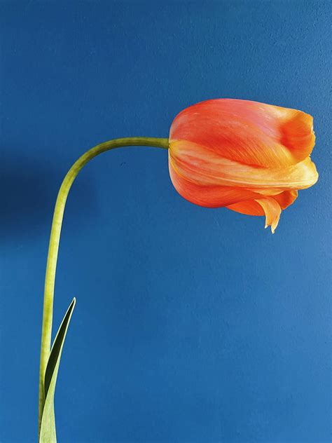 Tulip Close Up Photos, Download The BEST Free Tulip Close Up Stock ...