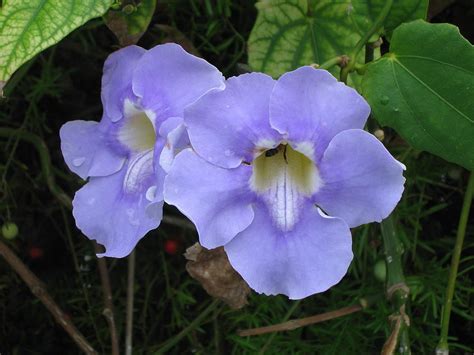 Blue Trumpet Vine Photograph by Susan Richardson