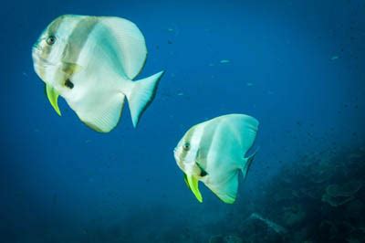 Longfin Batfish - Koh Chang Nature | Koh Chang Nature