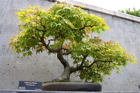 Maple in Miniature | Japanese maple, bonsai tree, North Caro… | Flickr ...