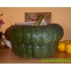 Pumpkin seeds Queensland Blue - Price €1.75