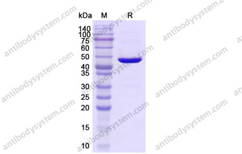 Buy 3C Protease