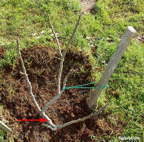 Pruning Fig Trees (With Photos and Video) - FigNut