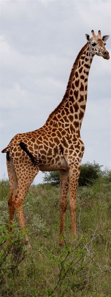 About Wild Animals: A tall giraffe | Animals wild, Animals beautiful, Animals