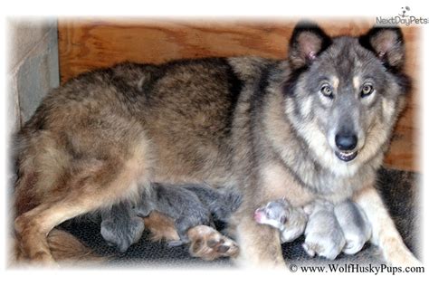 Baby Blue: Wolf Hybrid puppy for sale near Las Vegas, Nevada | b8d5c739-7c51