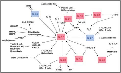 Cytokine network involved in rheumatoid arthritis (RA) pathogenesis ...