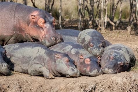 Hippo Mating & Gestation - St Lucia South Africa