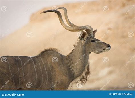 Kudu antelope portrait stock photo. Image of herbivore - 10432874