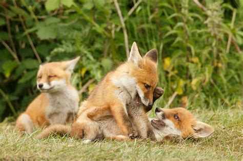 Playing fox Cubs II - Roeselien Raimond Nature Photography