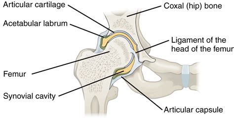 Hip Joint: Anatomy | Concise Medical Knowledge