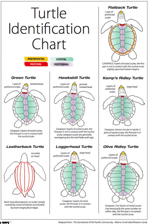 sea turtles identification chart | Turtle, Sea turtle, Turtle facts