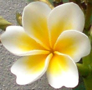 Light Traveler: Frangipani flower with six petals