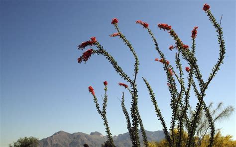 10 ocotillo facts that will make you love this desert plant even more ...