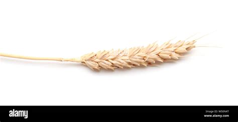 Wheat spikelet on white background Stock Photo - Alamy