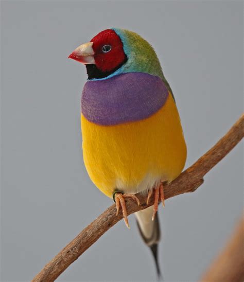 Pictures and information on Gouldian Finch